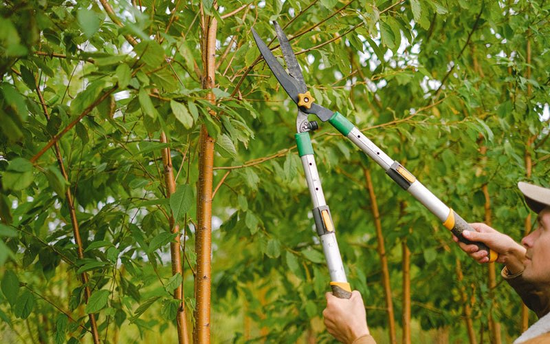 Tree trimming in Wild Rose, WI