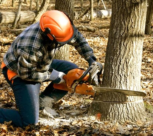 Tree Removal in Wild Rose, WI